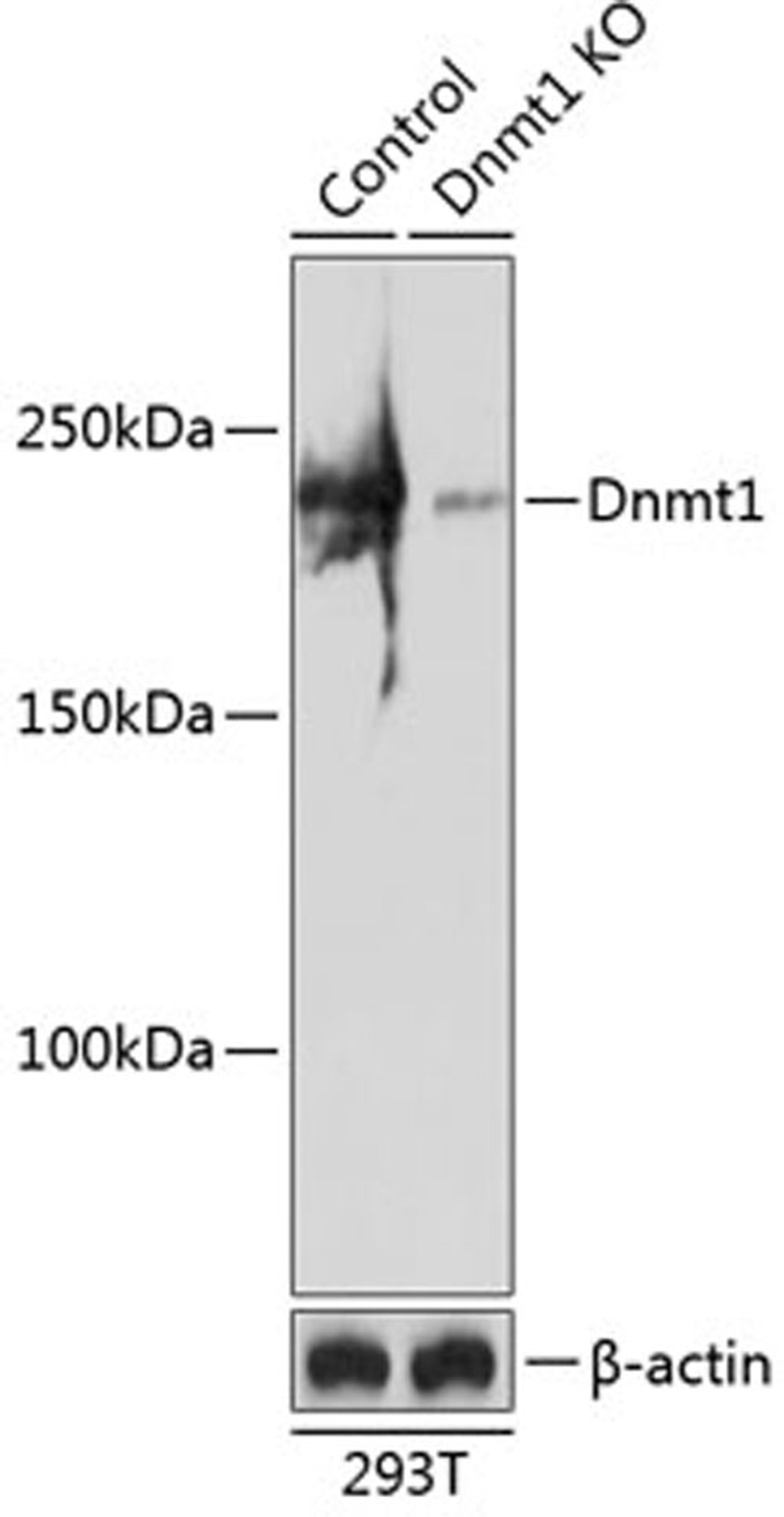 Western blot - Dnmt1 antibody (A19679)