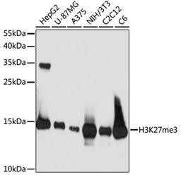 Western blot - TriMethyl-Histone H3-K27 antibody (A16199)