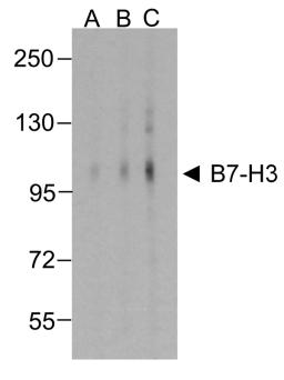 Western blot analysis of B7-H3 in HEK293 cells using B7-H3 antibody at (A) 0.25 (B) 0.5 and (C) 1 &#956;g/ml. 