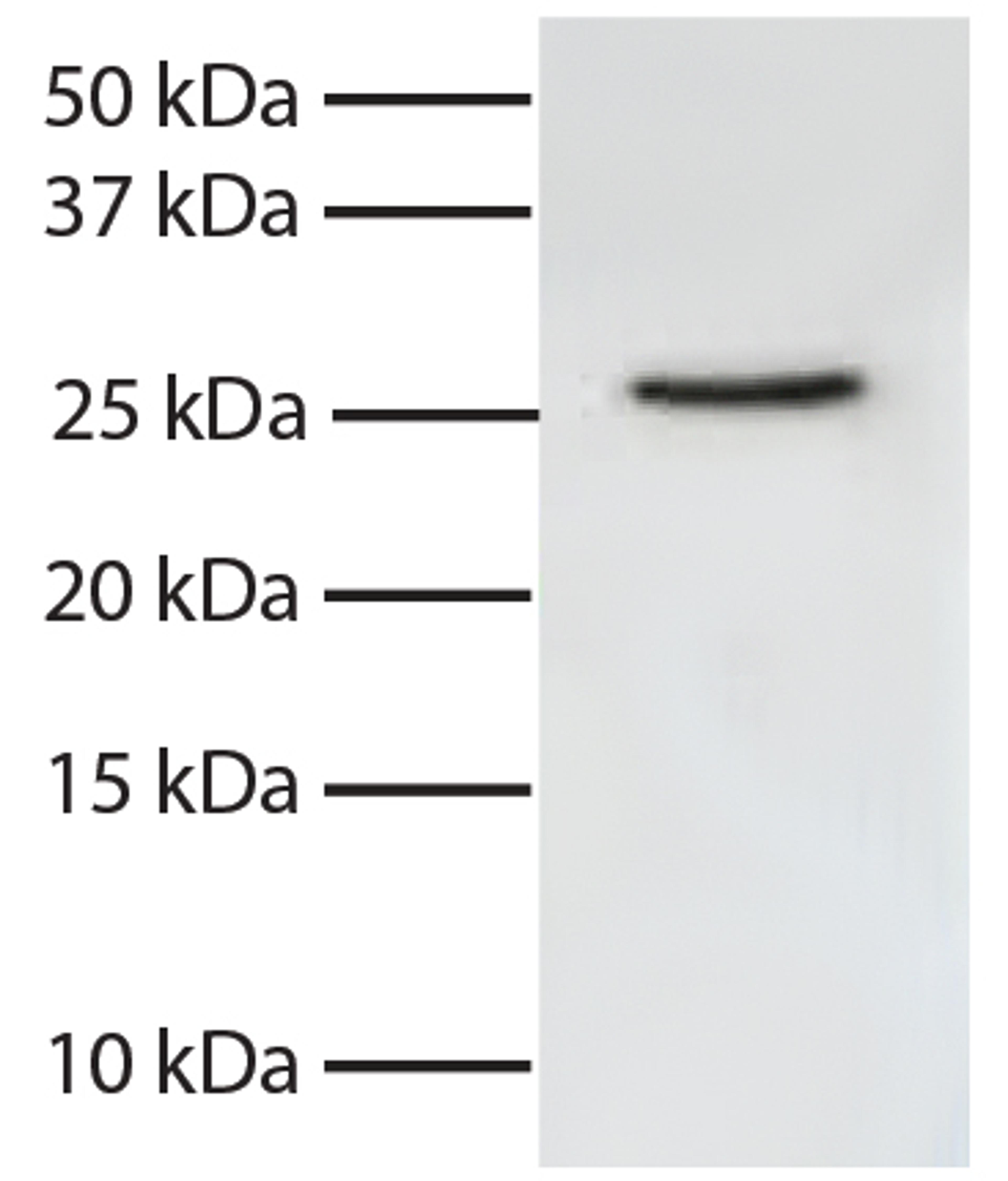 Total cell lysates from Jurkat cells were resolved by electrophoresis, transferred to PVDF membrane, and probed with Mouse Anti-Human FADD-UNLB (Cat. No. 99-750). Proteins were visualized using Goat Anti-Mouse IgG, Human ads-HRP secondary antibody and che