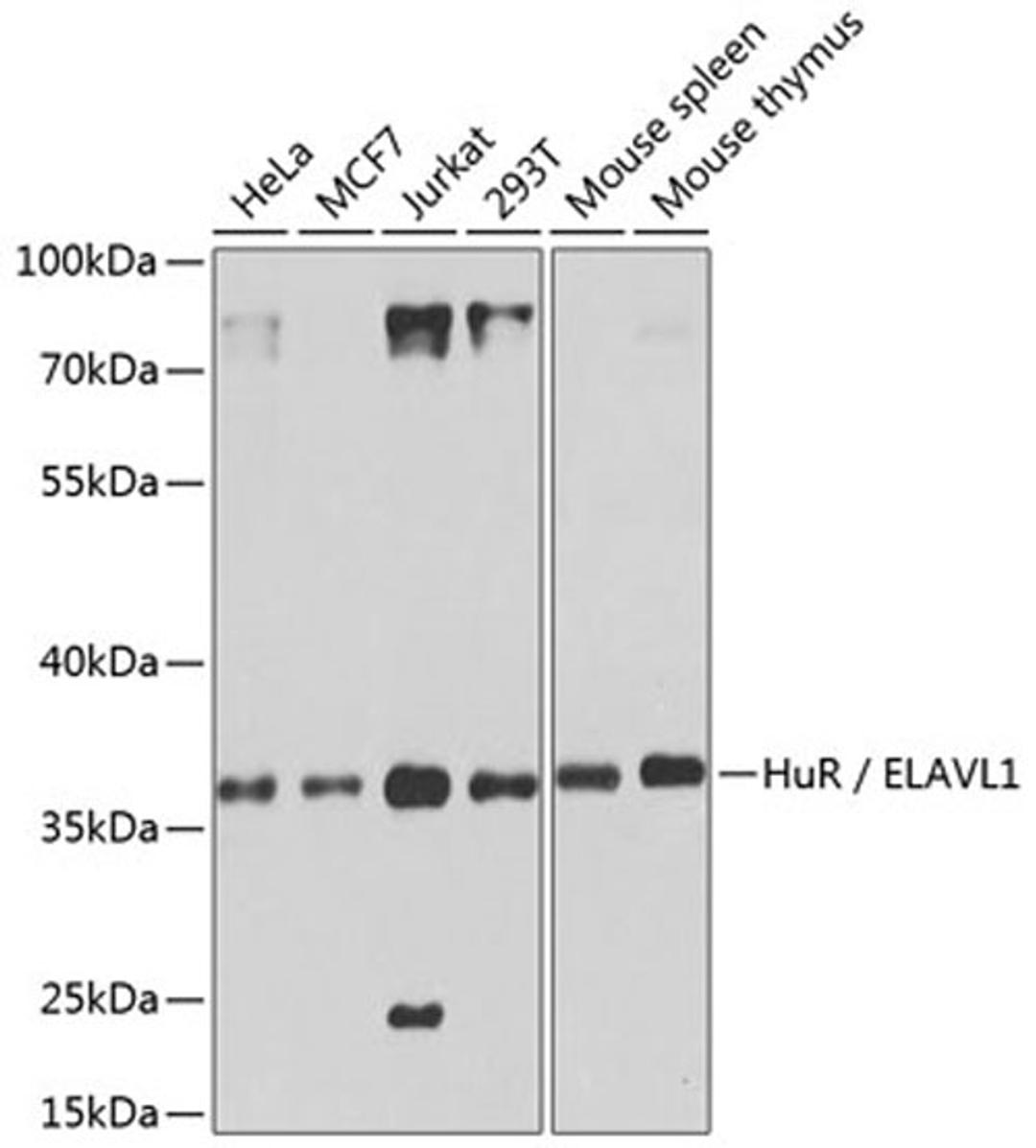 Western blot - HuR / ELAVL1 antibody (A6089)