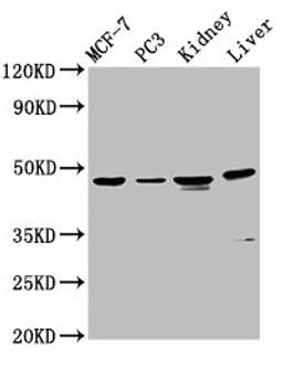 Western Blot. Positive WB detected in: MCF-7 whole cell lysate, PC-3 whole cell lysate, Rat kidney tissue, Mouse liver tissue. All lanes: HPN antibody at 4.5µg/ml. Secondary. Goat polyclonal to rabbit IgG at 1/50000 dilution. Predicted band size: 46 kDa. Observed band size: 46 kDa