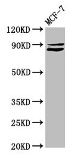 Western Blot. Positive WB detected in: MCF-7 whole cell lysate. All lanes: MED15 antibody at 5.2µg/ml. Secondary. Goat polyclonal to rabbit IgG at 1/50000 dilution. Predicted band size: 87, 83, 76 kDa. Observed band size: 87 kDa