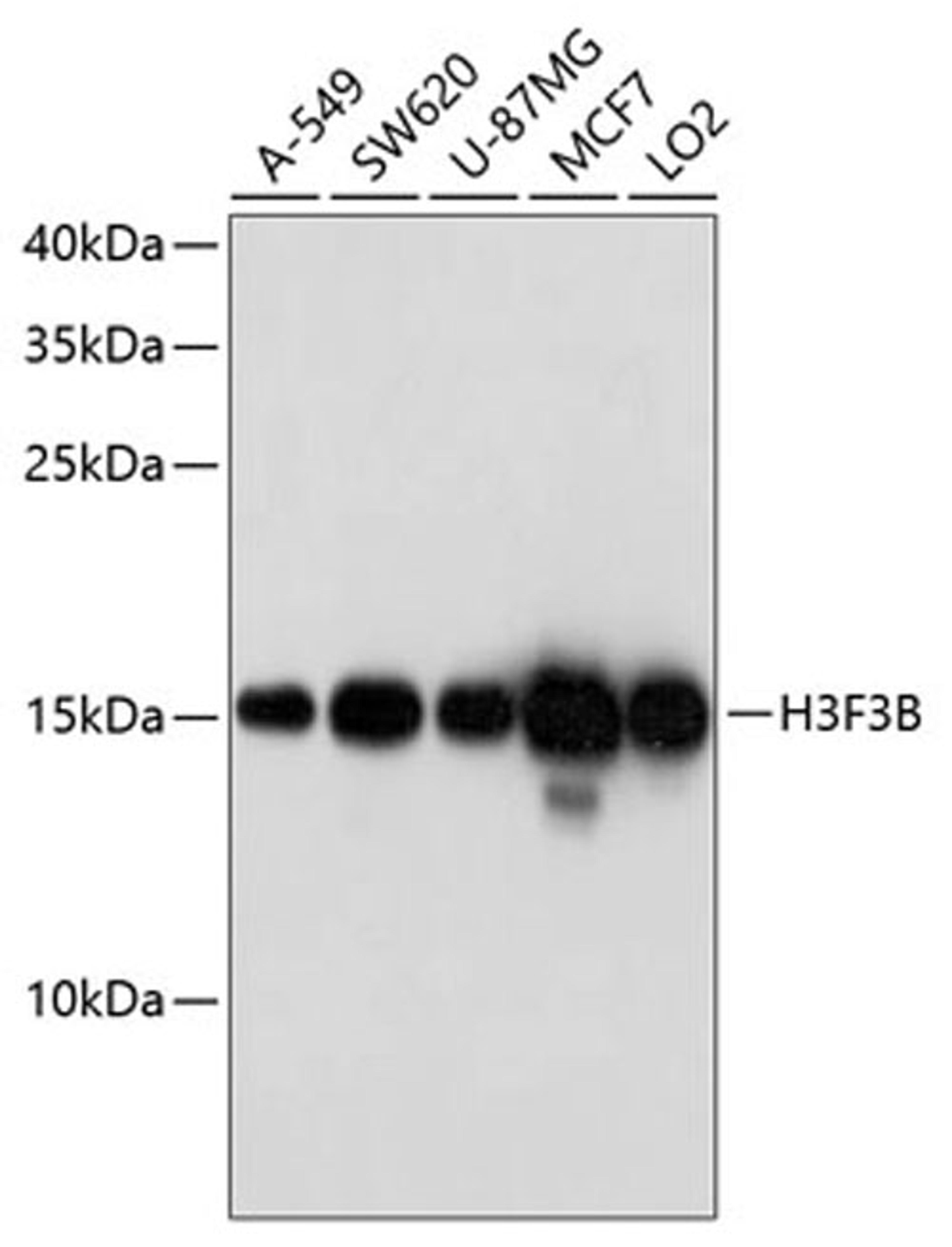 Western blot - H3F3B antibody (A10220)