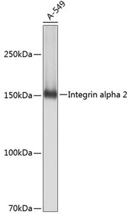 Western blot - Integrin alpha 2 antibody (A19068)