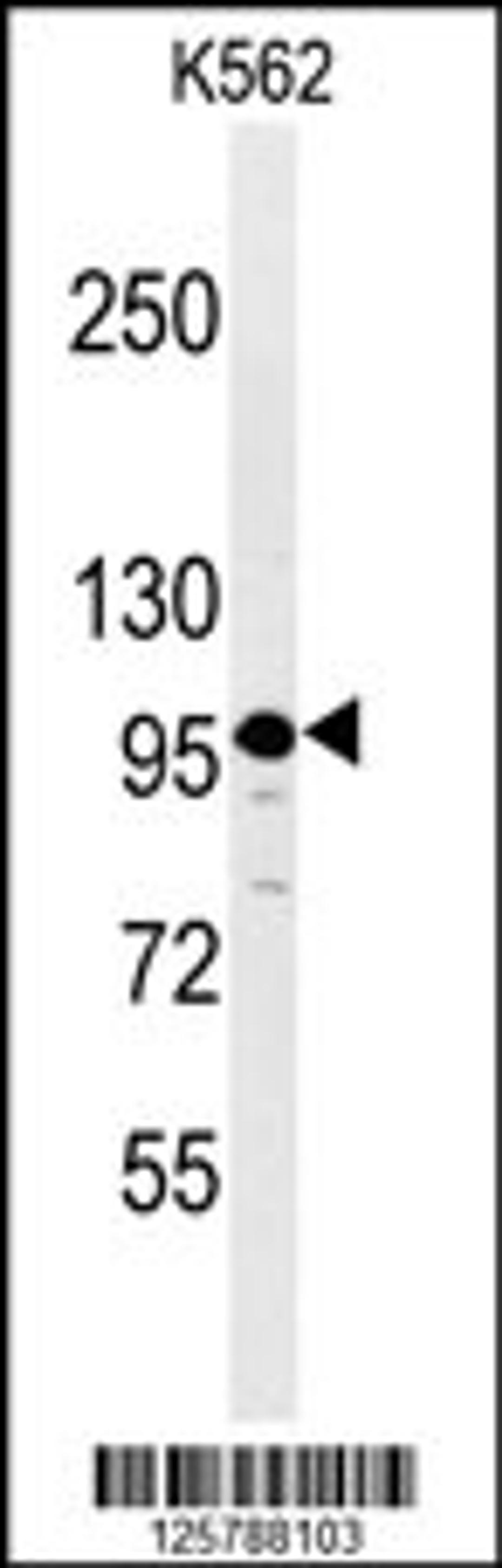 Western blot analysis of SE6L2 Antibody in K562 cell line lysates (35ug/lane)