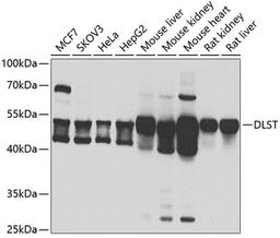 Western blot - DLST antibody (A6901)