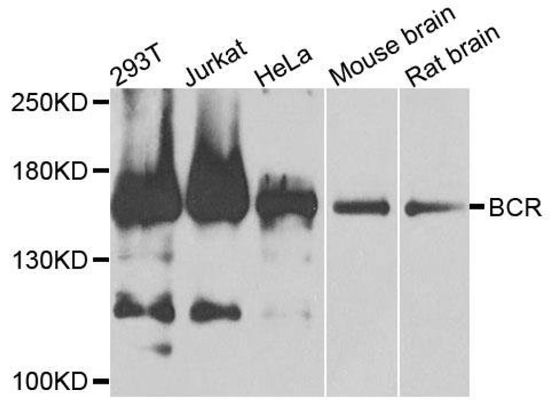 Western blot analysis of extracts of various cells using BCR antibody