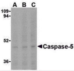 Western blot analysis of Caspase-5 in Ramos cells with Caspase-5 antibody at (A) 0.5, (B) 1, and (C) 2 &#956;g/mL.