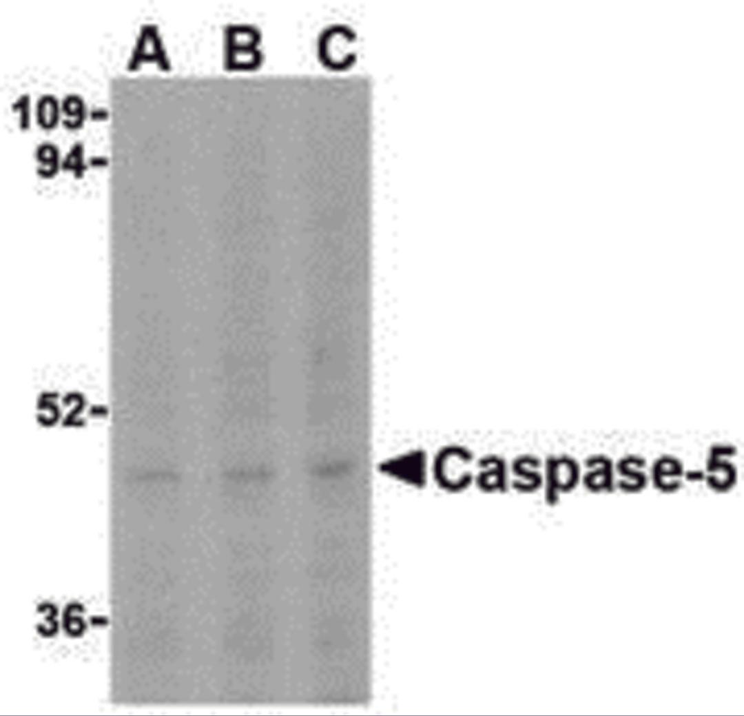 Western blot analysis of Caspase-5 in Ramos cells with Caspase-5 antibody at (A) 0.5, (B) 1, and (C) 2 μg/mL.