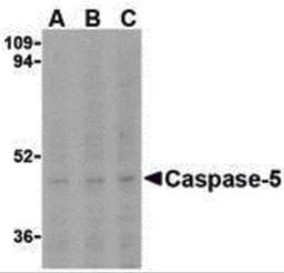 Western blot analysis of Caspase-5 in Ramos cells with Caspase-5 antibody at (A) 0.5, (B) 1, and (C) 2 μg/mL.