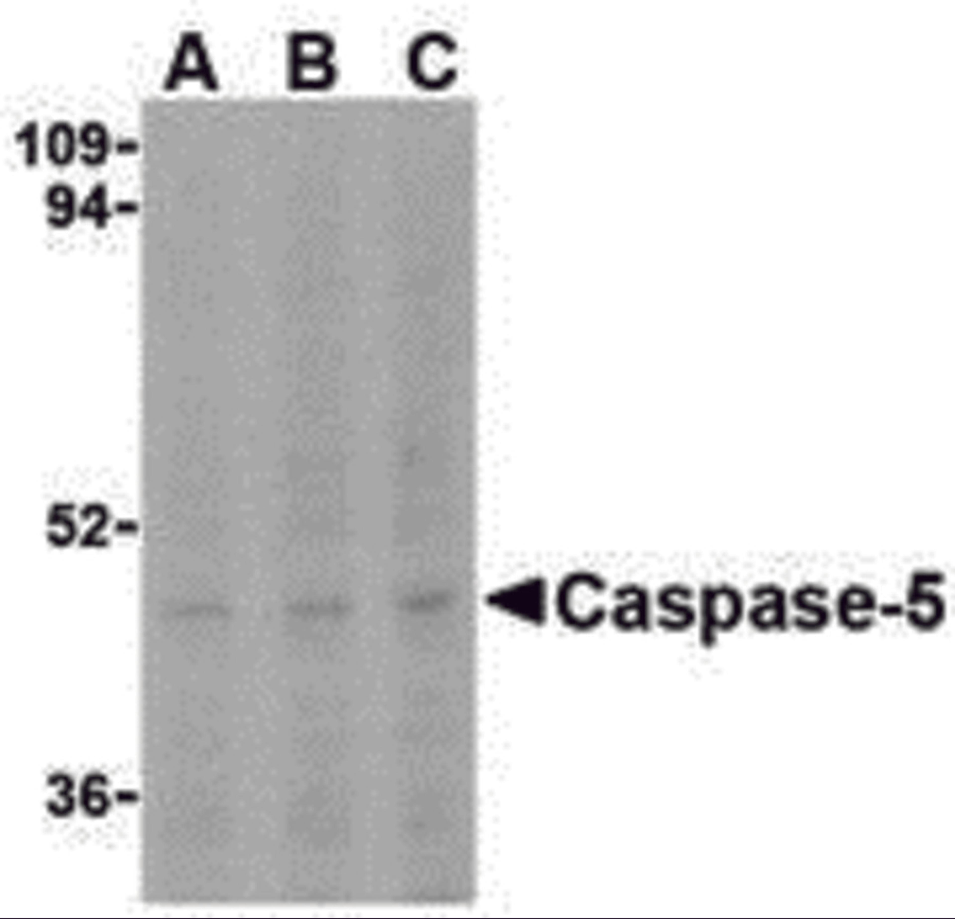 Western blot analysis of Caspase-5 in Ramos cells with Caspase-5 antibody at (A) 0.5, (B) 1, and (C) 2 μg/mL.