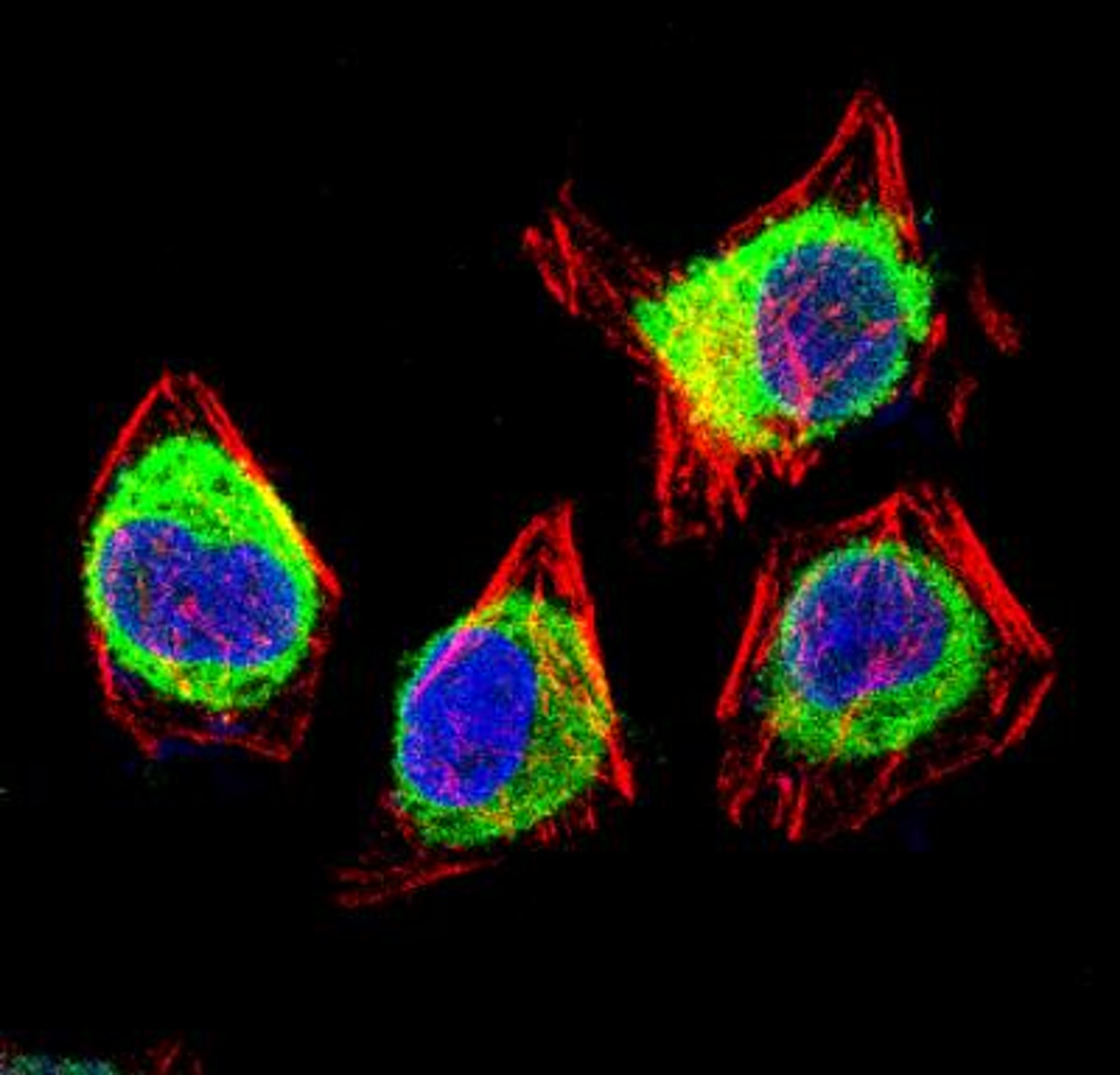 Immunocytochemistry/Immunofluorescence: Nse2 Antibody [NBP2-24387] - IF Confocal analysis of HeLa cells using NSE2 antibody (NBP2-24387, 1:5). An Alexa Fluor 488-conjugated Goat to rabbit IgG was used as secondary antibody (green, A). Actin filaments were labeled with Alexa Fluor 568 phalloidin (red, B). DAPI was used to stain the cell nuclei (blue, C).