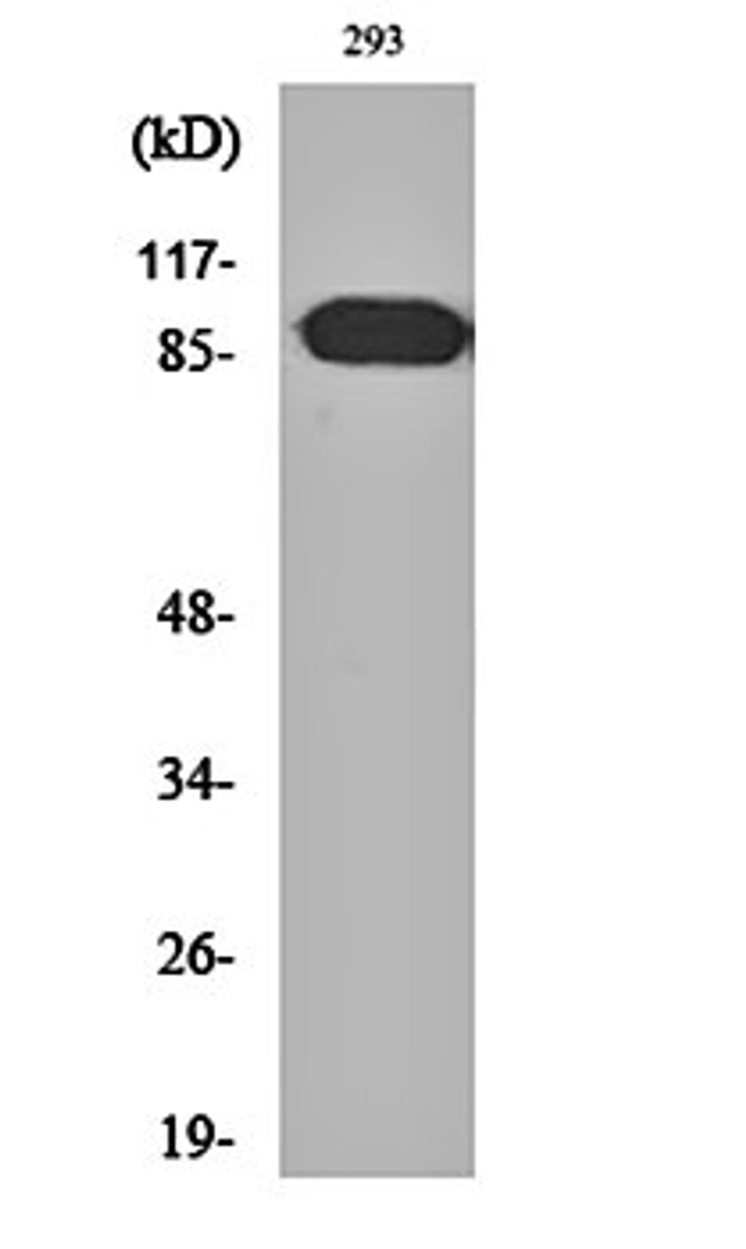 Western blot analysis of 293 cell lysates using ARHGEF19 antibody