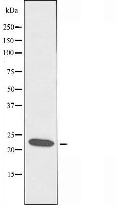 Western blot analysis of rat tongue cells using MRPS7 antibody