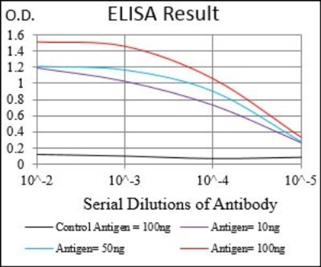 ELISA: CaM Kinase II gamma Antibody (8G10C1) [NBP2-37262] - Red: Control Antigen (100ng); Purple: Antigen (10ng); Green: Antigen (50ng); Blue: Antigen (100ng);