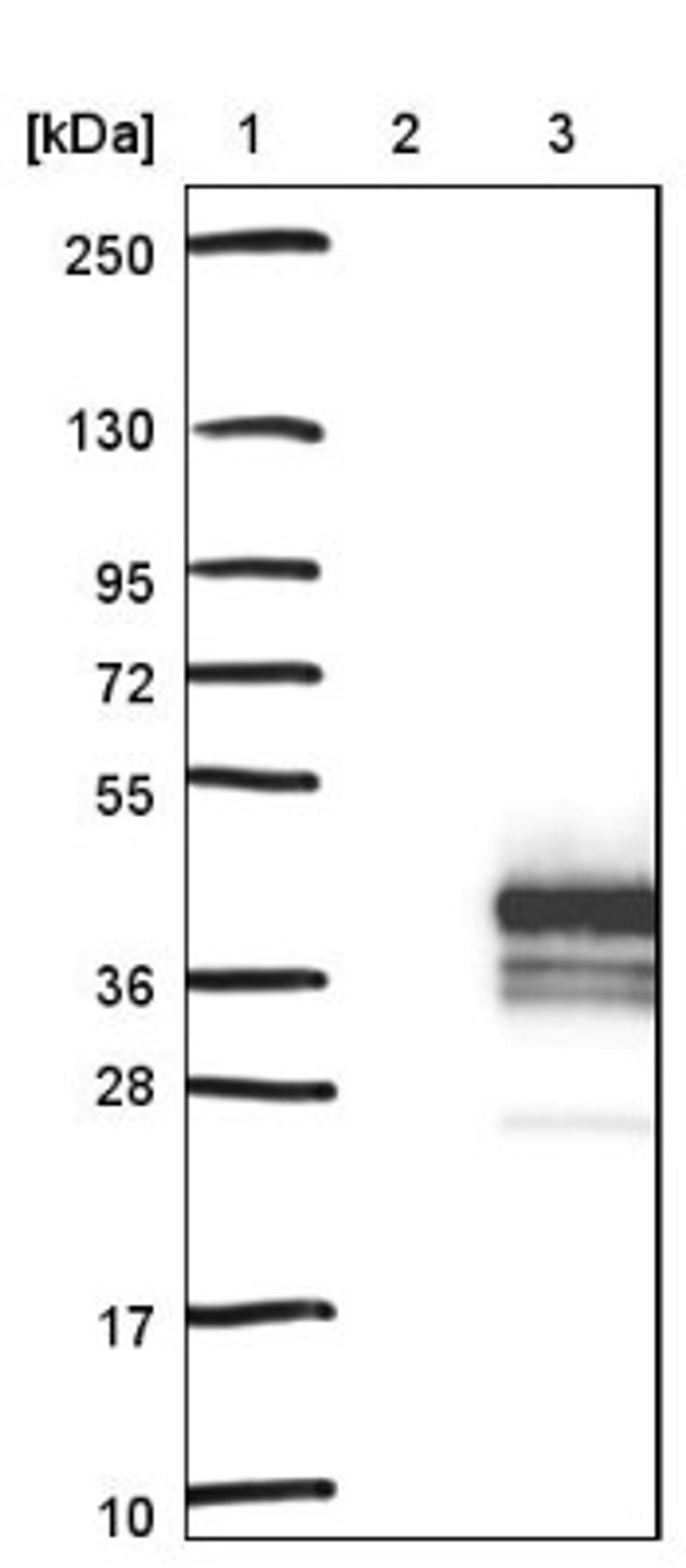 Western Blot: DBNDD2 Antibody [NBP1-91819] - Lane 1: Marker [kDa] 250, 130, 95, 72, 55, 36, 28, 17, 10<br/>Lane 2: Negative control (vector only transfected HEK293T lysate)<br/>Lane 3: Over-expression lysate (Co-expressed with a C-terminal myc-DDK tag (~3.1 kDa) in mammalian HEK293T cells, LY420786)