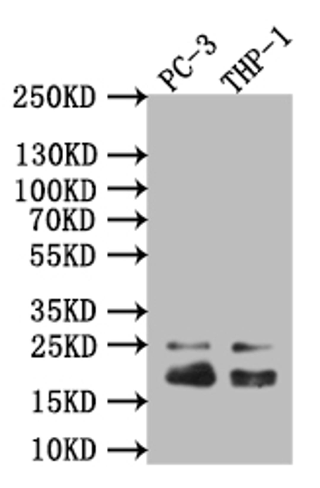 Western Blot. Positive WB detected in: THP-1 whole cell lysate. All lanes: Caveolin-1 antibody at 1:1000. Secondary. Goat polyclonal to rabbit IgG at 1/50000 dilution. Predicted band size: 20 kDa. Observed band size: 20 kDa.