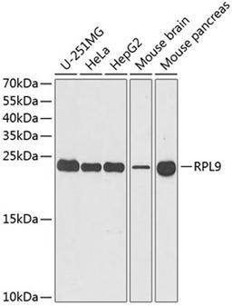 Western blot - RPL9 antibody (A6406)