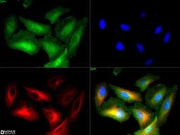 Immunocytochemistry/Immunofluorescence: Serpin E1/PAI-1 Antibody [NBP1-19773] -  PAI1/Serpine1 antibody was tested in Hela cells with DyLight 488 (green). Nuclei and alpha-tubulin were counterstained with DAPI (blue) and Dylight 550 (red).