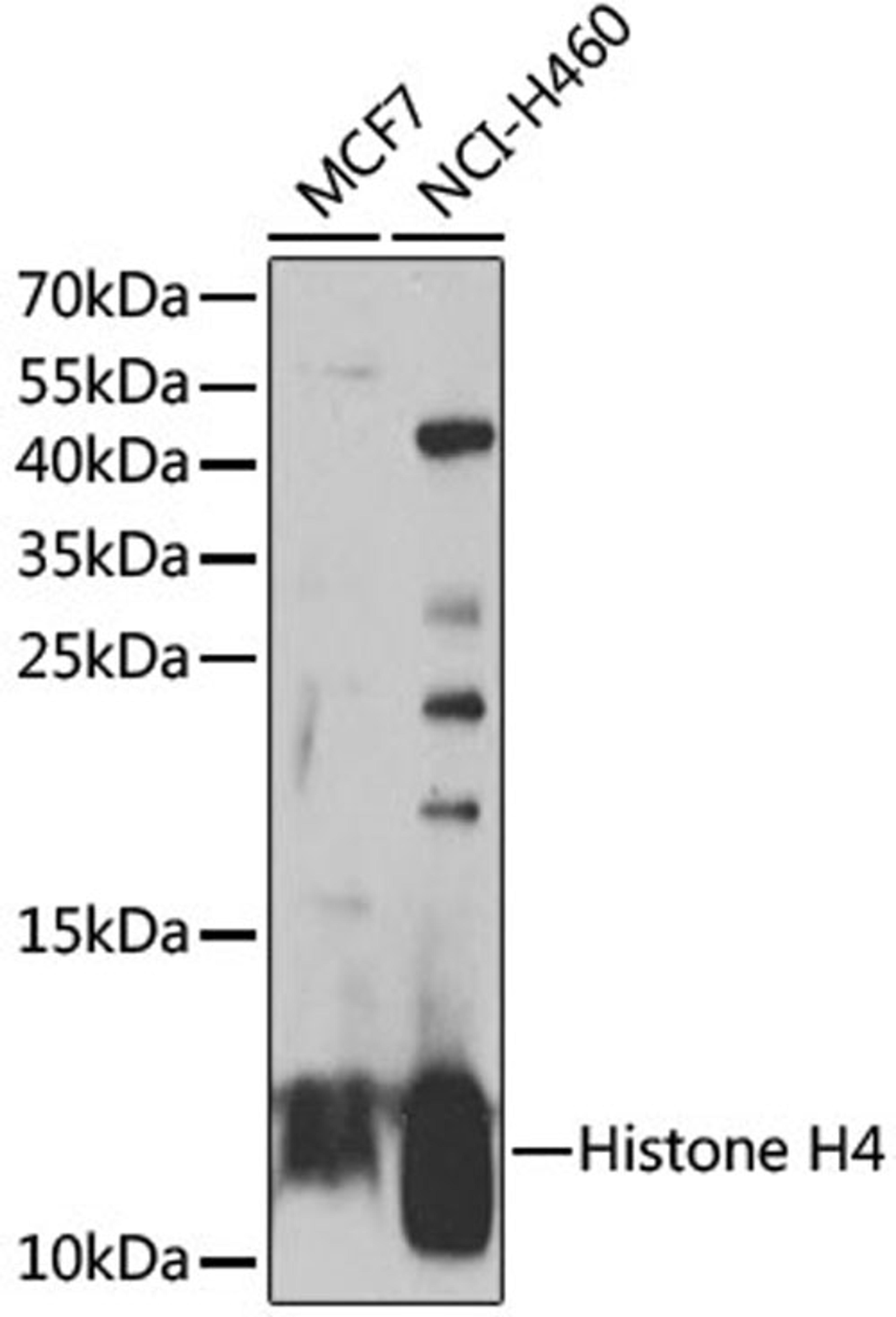 Western blot - Histone H4 antibody (A7157)