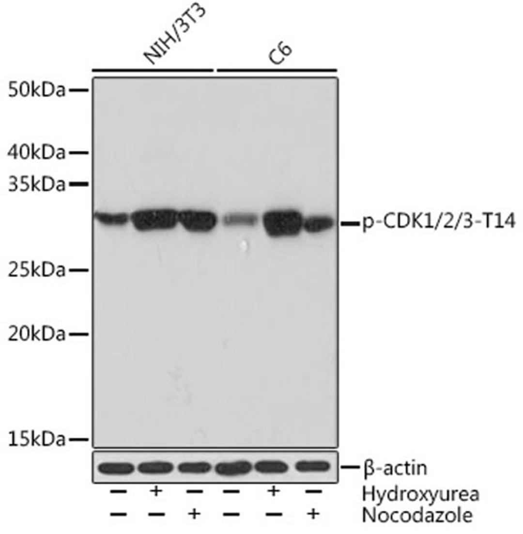 Western blot - Phospho-CDK1/2/3-T14 Rabbit mAb (AP1138)