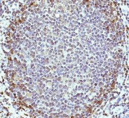 Immunohistochemistry-Paraffin: HVCN1 Antibody [NBP1-06585] - Immunohistochemistry of paraffin-embedded tonsil sections stained with anti-HVCN1