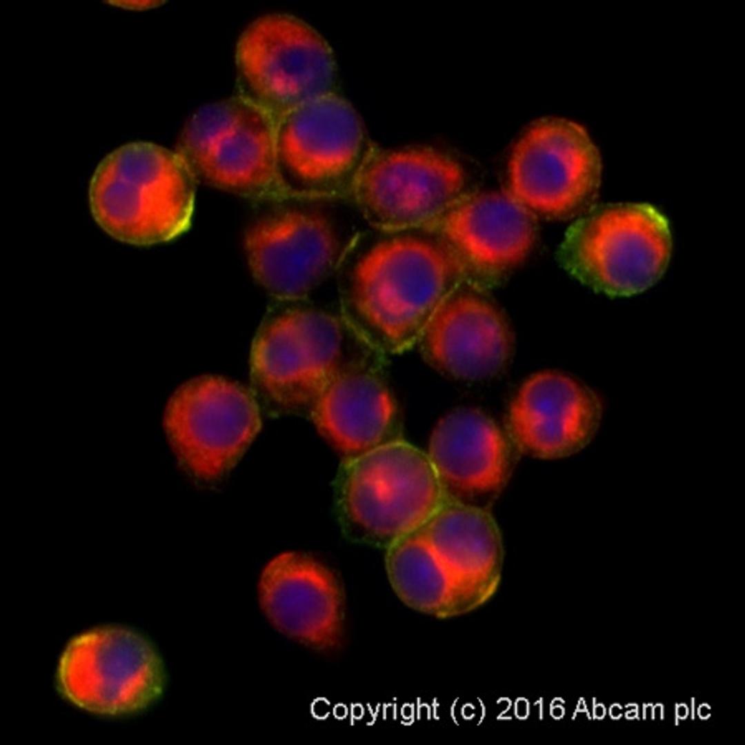 Immunocytochemistry/ Immunofluorescence - Anti-F4/80 antibody [CI:A3-1]