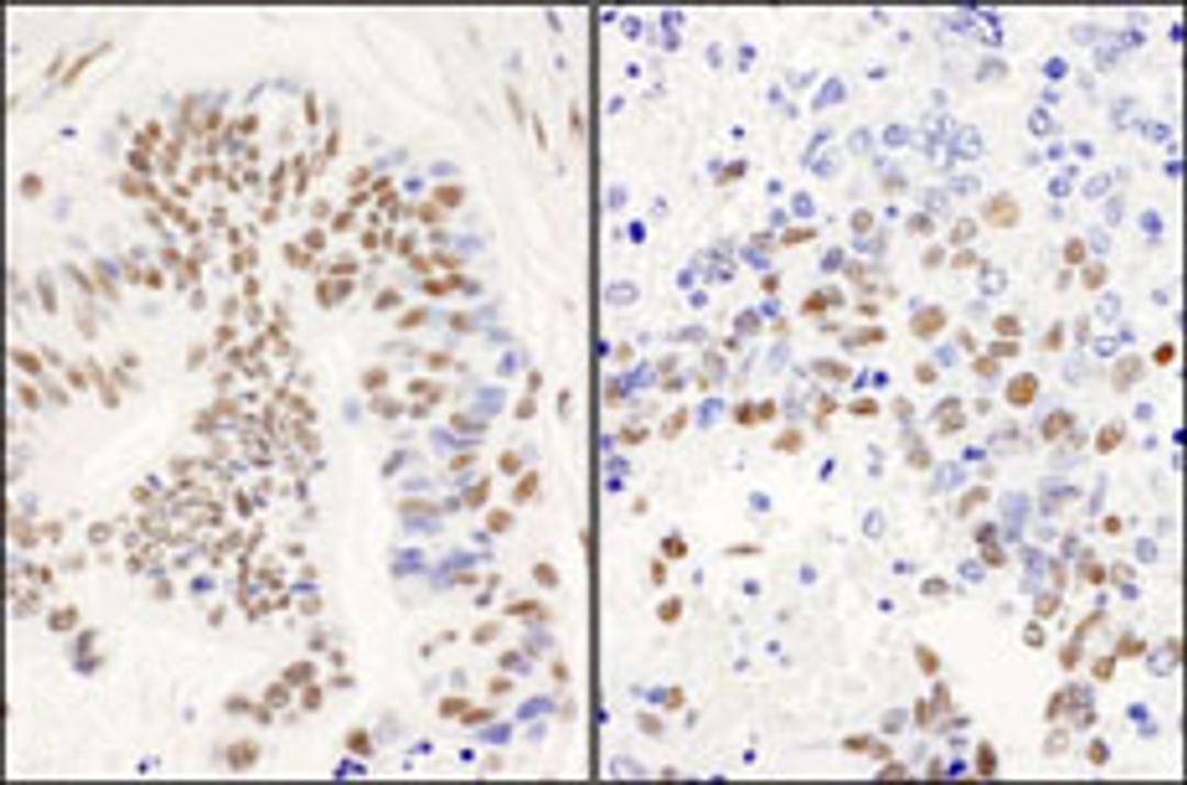 Detection of human and mouse DBC1/p30 DBC by immunohistochemistry.