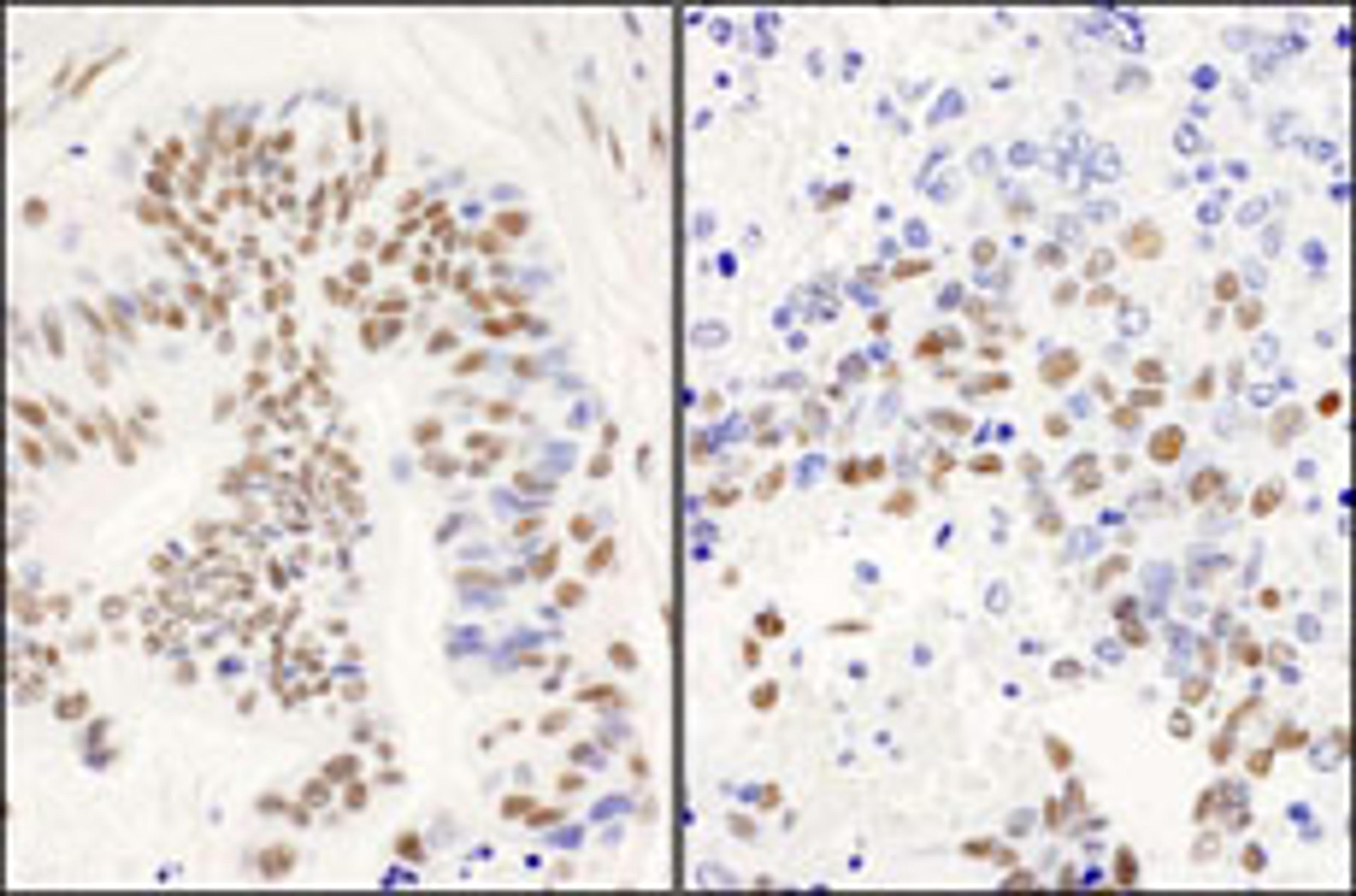 Detection of human and mouse DBC1/p30 DBC by immunohistochemistry.