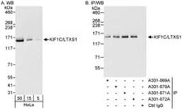 Detection of human KIF1C/LTXS1 by western blot and immunoprecipitation.