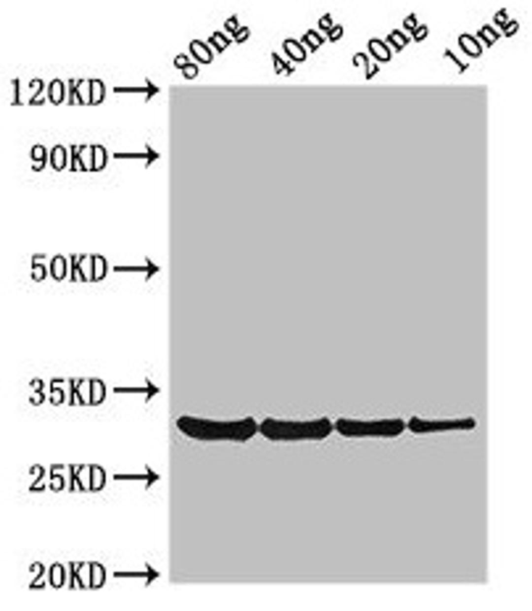Western Blot. Positive WB detected in Recombinant protein. All lanes: PRO1 antibody at 3.4µg/ml. Secondary. Goat polyclonal to rabbit IgG at 1/50000 dilution. Predicted band size: 31 kDa. Observed band size: 31 kDa
