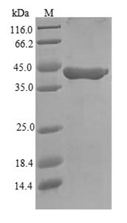 (Tris-Glycine gel) Discontinuous SDS-PAGE (reduced) with 5% enrichment gel and 15% separation gel.
