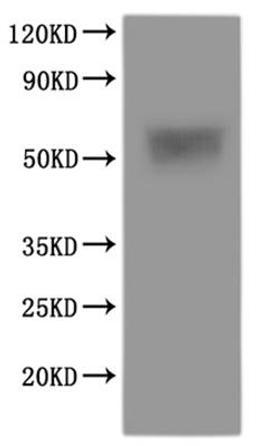 CSB-MP4165HU is detected by Mouse anti-6*His monoclonal antibody.