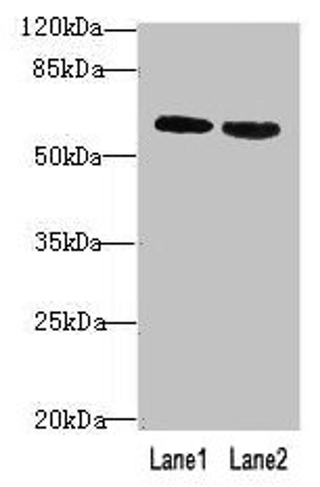 Western blot. All lanes: BTN2A2 antibody at 10µg/ml. Lane 1: MCF-7 whole cell lysate. Lane 2: NIH/3T3 whole cell lysate. Secondary. Goat polyclonal to rabbit IgG at 1/10000 dilution. Predicted band size: 60, 38, 29, 46, 36 kDa. Observed band size: 60 kDa