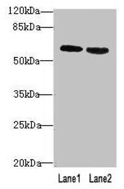 Western blot. All lanes: BTN2A2 antibody at 10µg/ml. Lane 1: MCF-7 whole cell lysate. Lane 2: NIH/3T3 whole cell lysate. Secondary. Goat polyclonal to rabbit IgG at 1/10000 dilution. Predicted band size: 60, 38, 29, 46, 36 kDa. Observed band size: 60 kDa