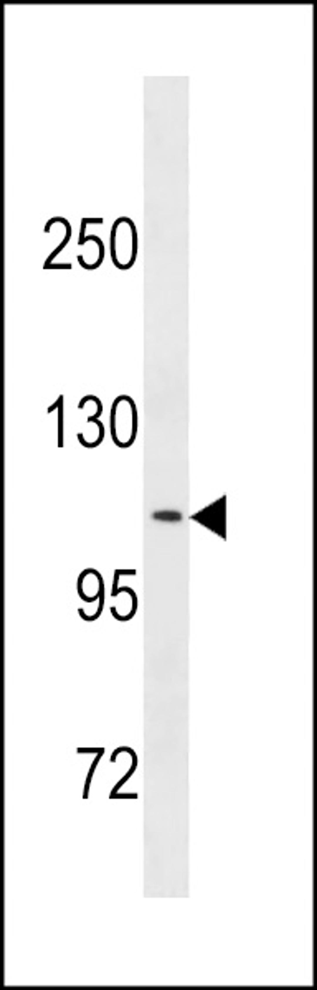 Western blot analysis in K562 cell line lysates (35ug/lane).