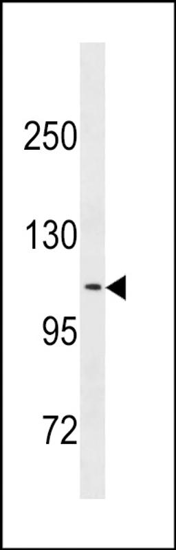 Western blot analysis in K562 cell line lysates (35ug/lane).