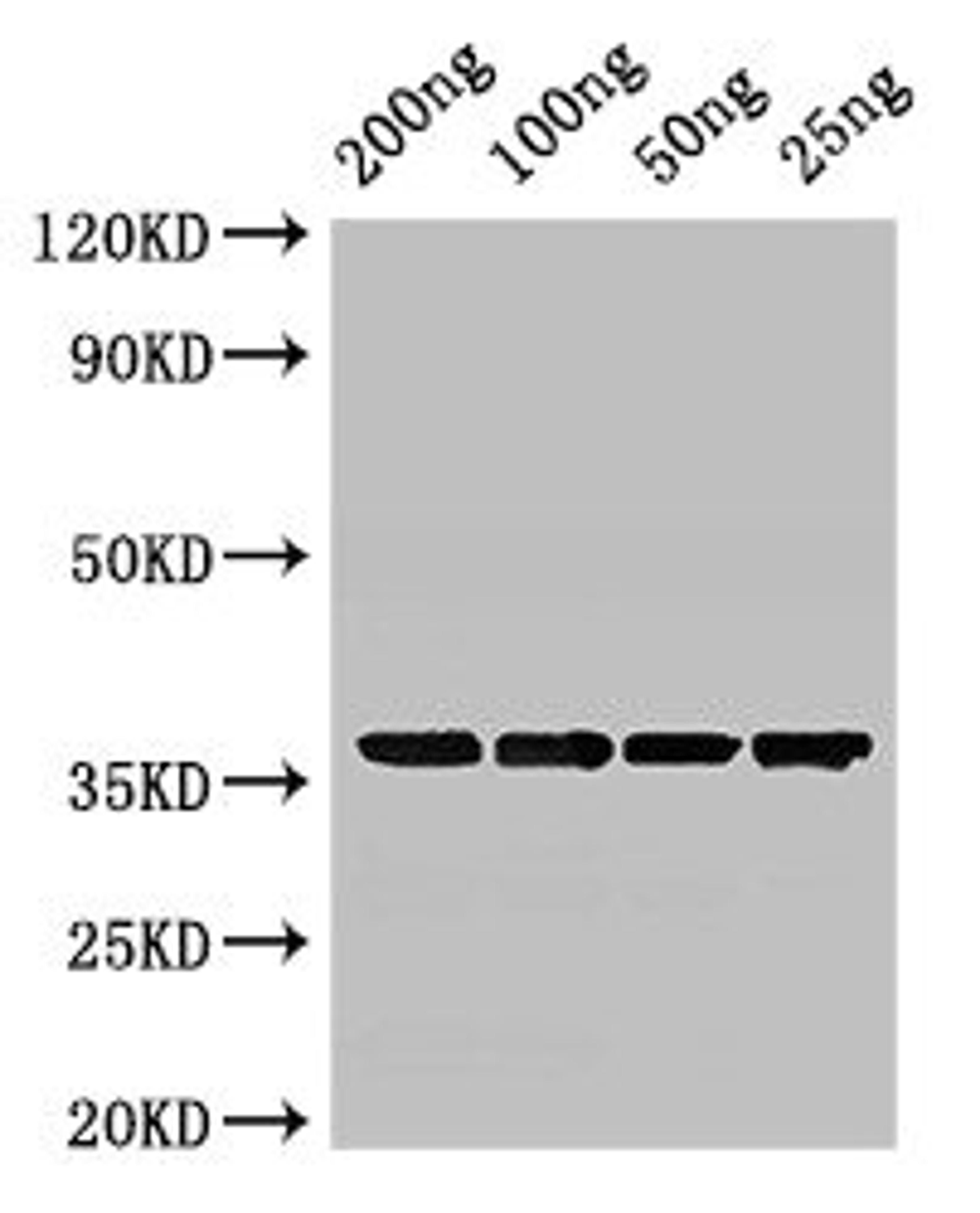 Western Blot. Positive WB detected in Recombinant protein. All lanes: GAPDH antibody at 3ug/ml. Secondary. Goat polyclonal to rabbit IgG at 1/50000 dilution. predicted band size: 36 kDa. observed band size: 36 kDa. 