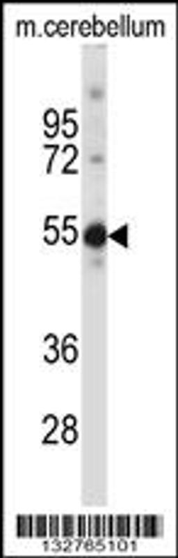 Western blot analysis in mouse cerebellum tissue lysates (35ug/lane).