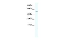 Antibody used in WB on Mouse NIH-3T3 at 5.0 ug/ml.