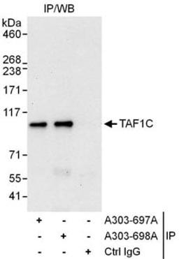 Detection of human TAF1C by western blot of immunoprecipitates.