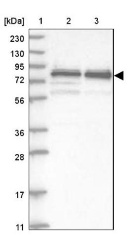 Western Blot: WDR42A Antibody [NBP1-92582] - Lane 1: Marker [kDa] 230, 130, 95, 72, 56, 36, 28, 17, 11<br/>Lane 2: Human cell line RT-4<br/>Lane 3: Human cell line U-251MG sp