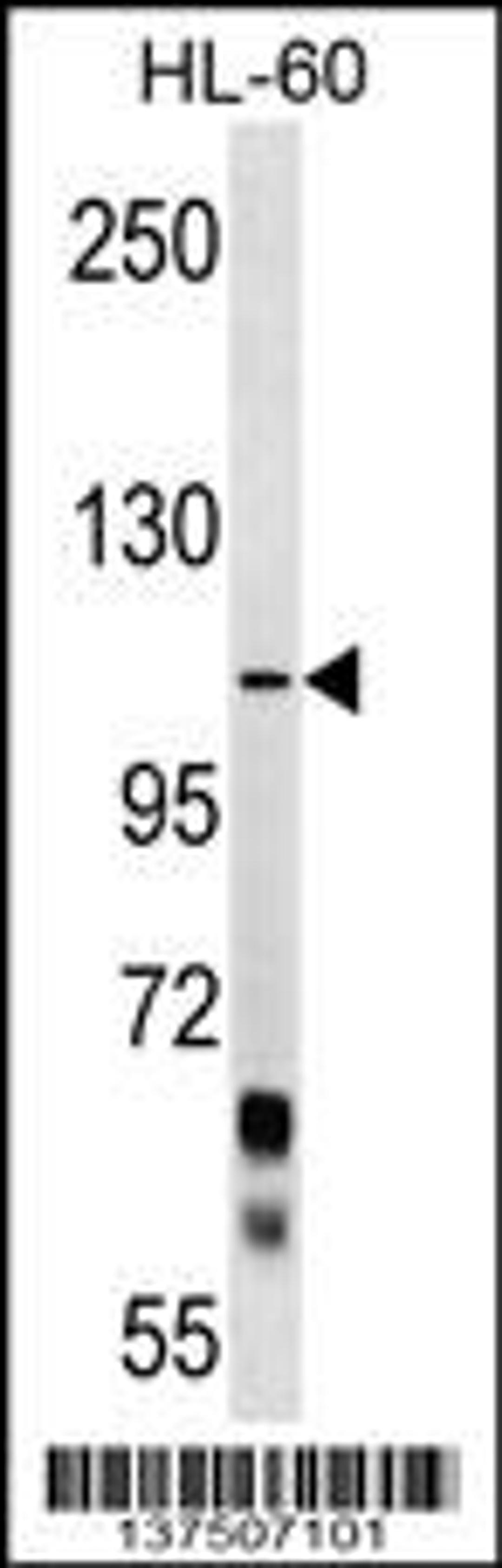 Western blot analysis in HL-60 cell line lysates (35ug/lane).