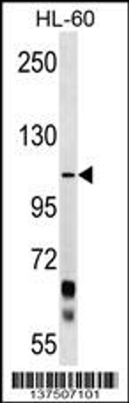 Western blot analysis in HL-60 cell line lysates (35ug/lane).