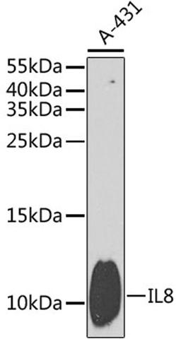 Western blot - IL8 antibody (A2541)