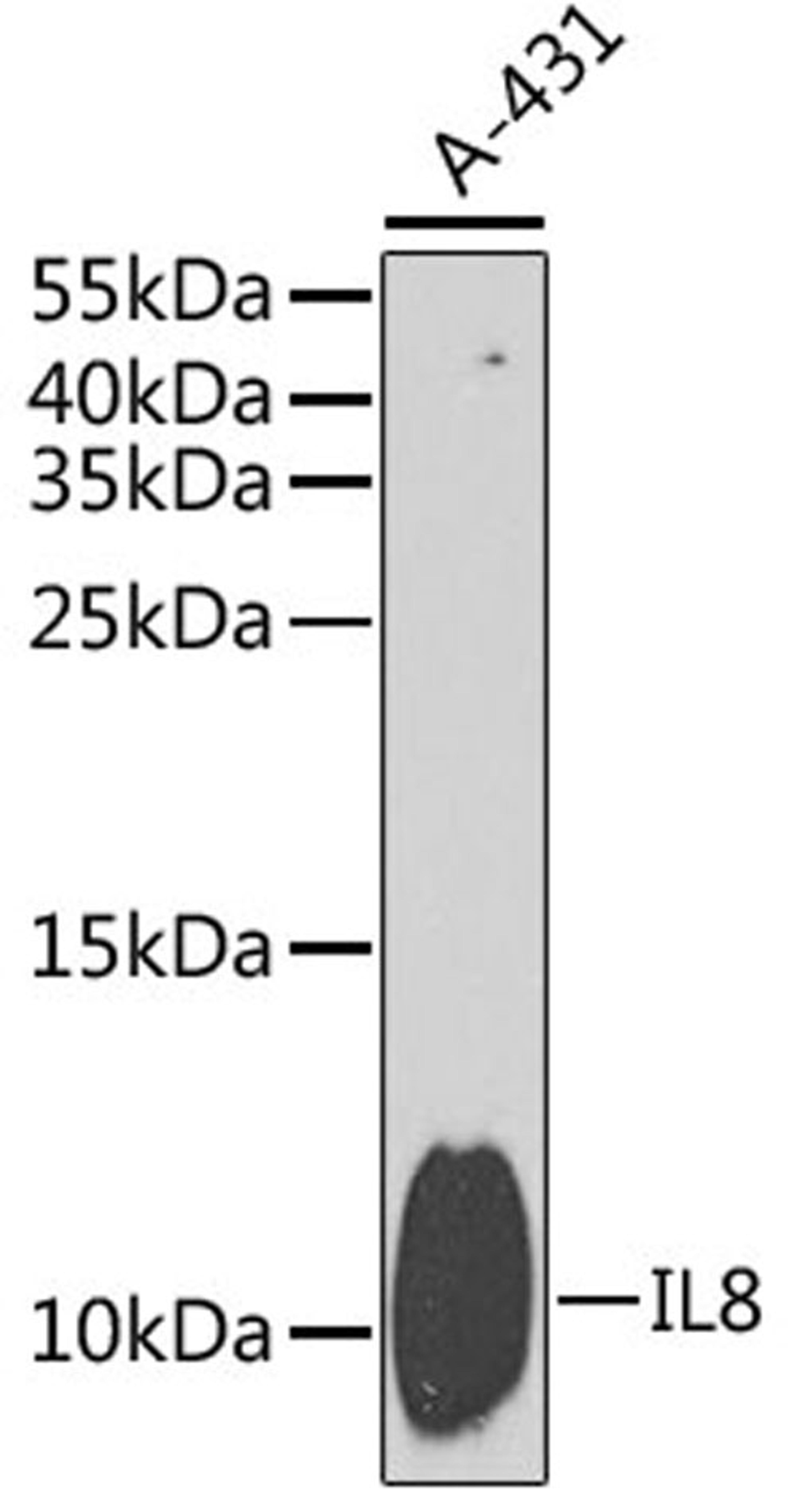 Western blot - IL8 antibody (A2541)