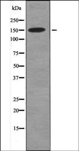 Western blot analysis of K562 whole cell lysates using CD45 -Phospho-Tyr1216- antibody