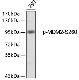 Western blot - phospho-MDM2-S260 antibody (AP0074)