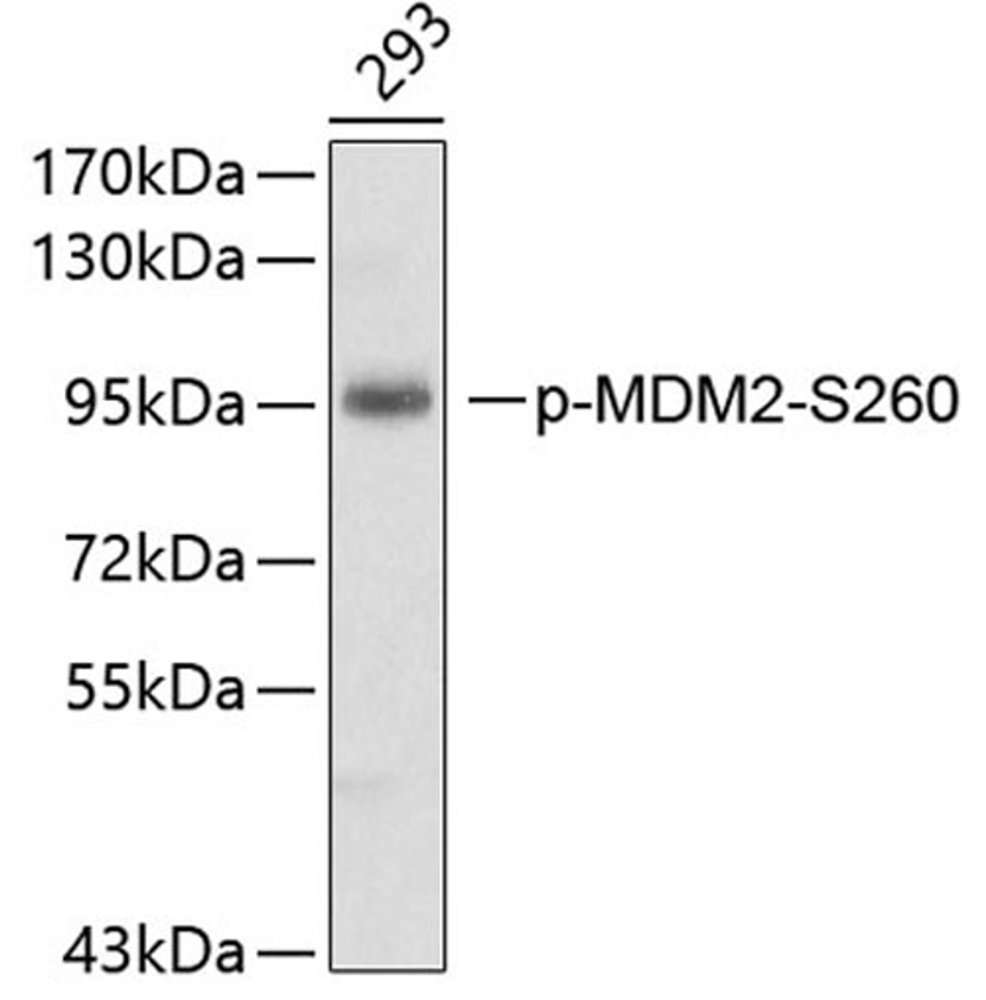 Western blot - phospho-MDM2-S260 antibody (AP0074)